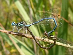 Click to view this image in a large viewer