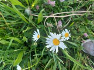 Click to view this image in a large viewer