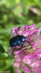 Click to view this image in a large viewer