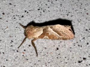 Click to view this image in a large viewer