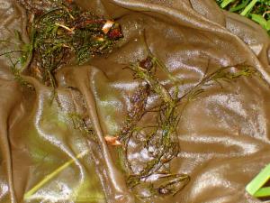 Click to view this image in a large viewer