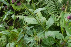 Click to view this image in a large viewer