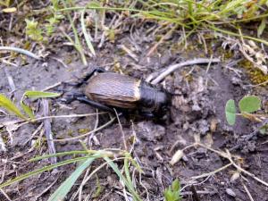 Click to view this image in a large viewer