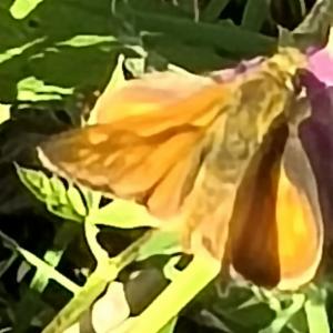 Click to view this image in a large viewer