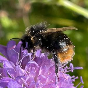 Click to view this image in a large viewer