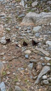 Click to view this image in a large viewer