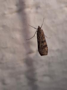 Click to view this image in a large viewer