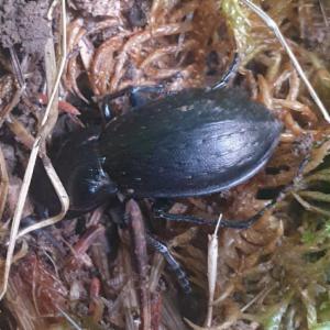 Click to view this image in a large viewer