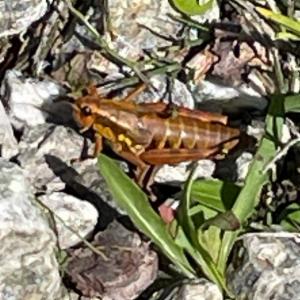 Click to view this image in a large viewer