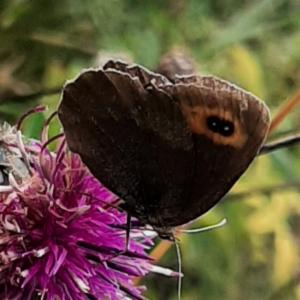 Click to view this image in a large viewer