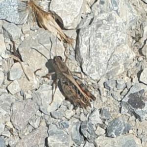 Click to view this image in a large viewer