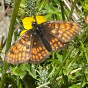 Click to view this image in a large viewer