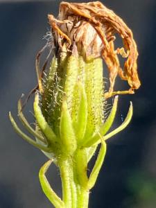 Click to view this image in a large viewer