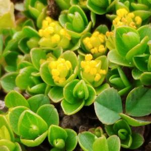 Click to view this image in a large viewer