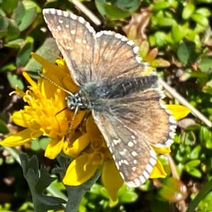 Click to view this image in a large viewer