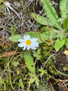 Click to view this image in a large viewer