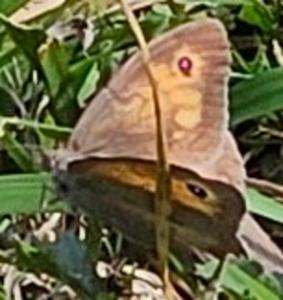 Click to view this image in a large viewer