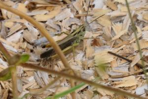 Click to view this image in a large viewer