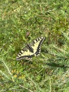 Click to view this image in a large viewer