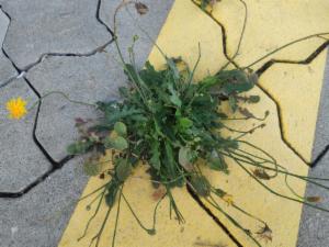 Click to view this image in a large viewer