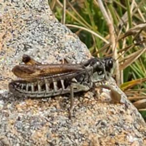 Click to view this image in a large viewer