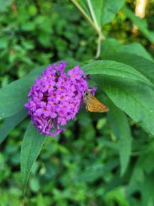 Click to view this image in a large viewer