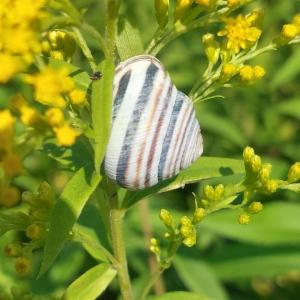 Click to view this image in a large viewer