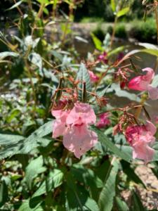 Click to view this image in a large viewer