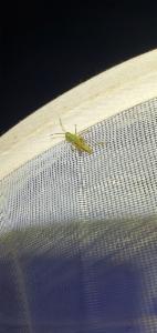 Click to view this image in a large viewer