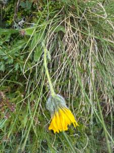 Click to view this image in a large viewer