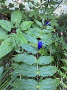 Click to view this image in a large viewer