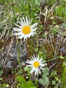 Click to view this image in a large viewer