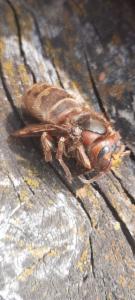 Click to view this image in a large viewer