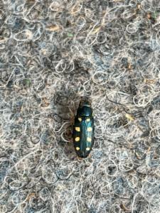 Click to view this image in a large viewer