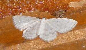 Click to view this image in a large viewer