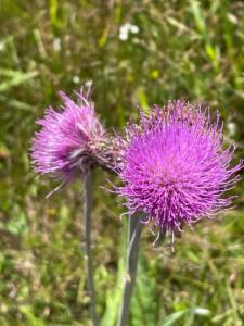 Click to view this image in a large viewer