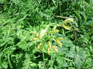 Click to view this image in a large viewer