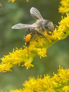 Click to view this image in a large viewer