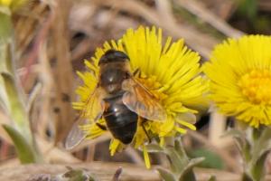 Click to view this image in a large viewer