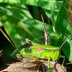 Click to view this image in a large viewer