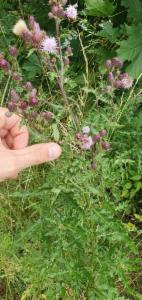 Click to view this image in a large viewer