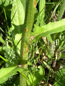 Click to view this image in a large viewer