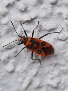 Click to view this image in a large viewer