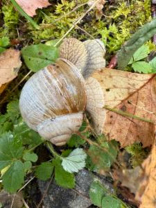 Click to view this image in a large viewer