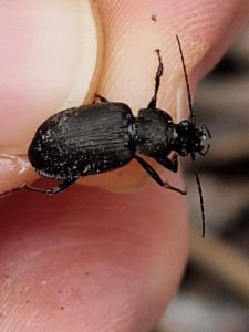 Click to view this image in a large viewer