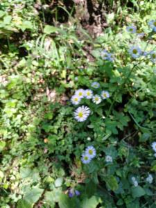 Click to view this image in a large viewer