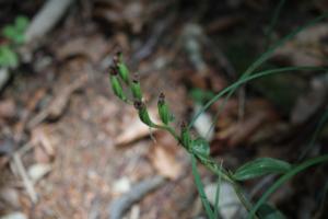 Click to view this image in a large viewer