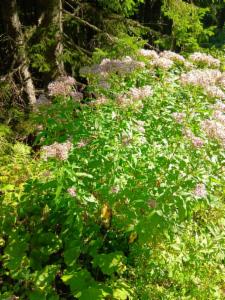 Click to view this image in a large viewer