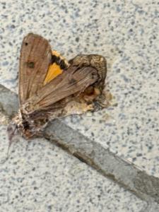 Click to view this image in a large viewer