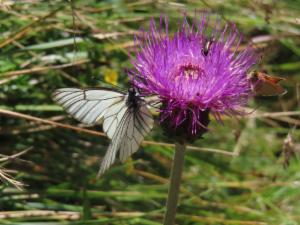 Click to view this image in a large viewer